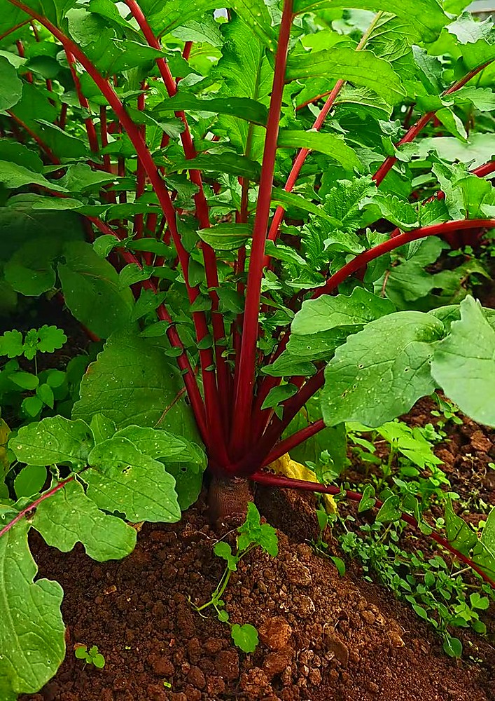 Mingnan Bio self-bred radish cultivars showing distinct varieties and absorption peak spectrums